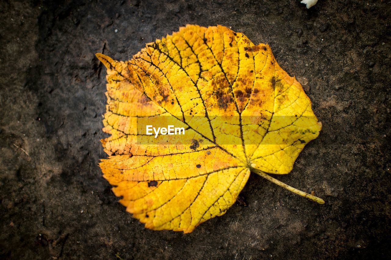 Close-up of yellow dry autumn leaf