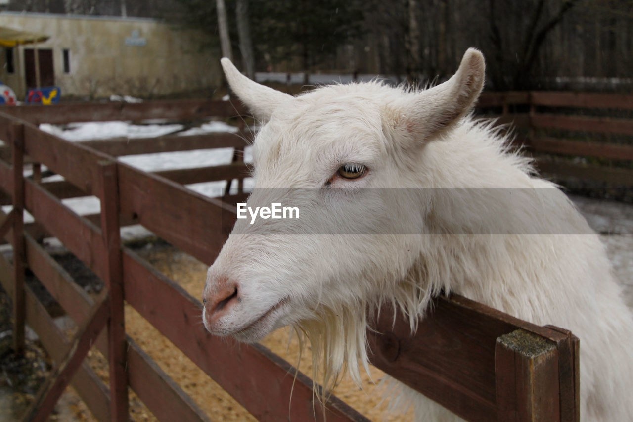 Close-up of goat at farm