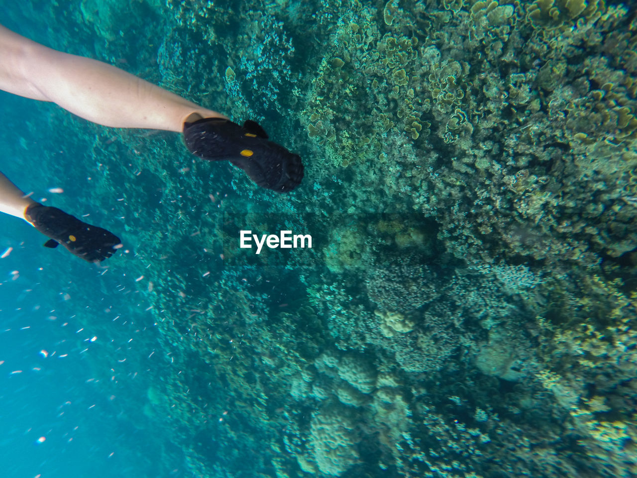 Low section of man swimming in pool