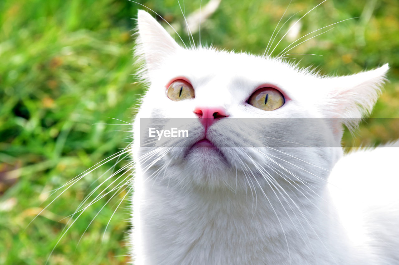 CLOSE-UP PORTRAIT OF CAT ON GRASS