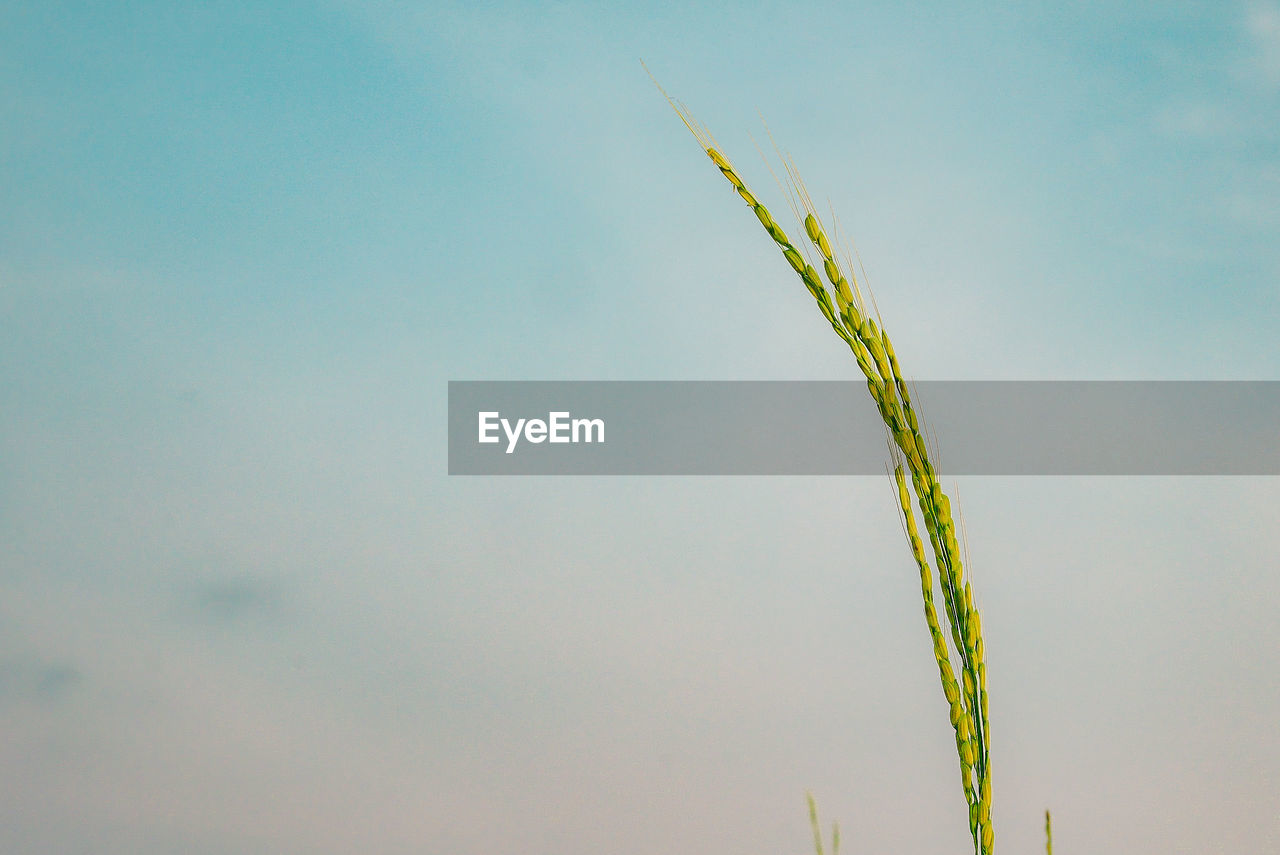 CLOSE-UP OF WHEAT GROWING AGAINST SKY