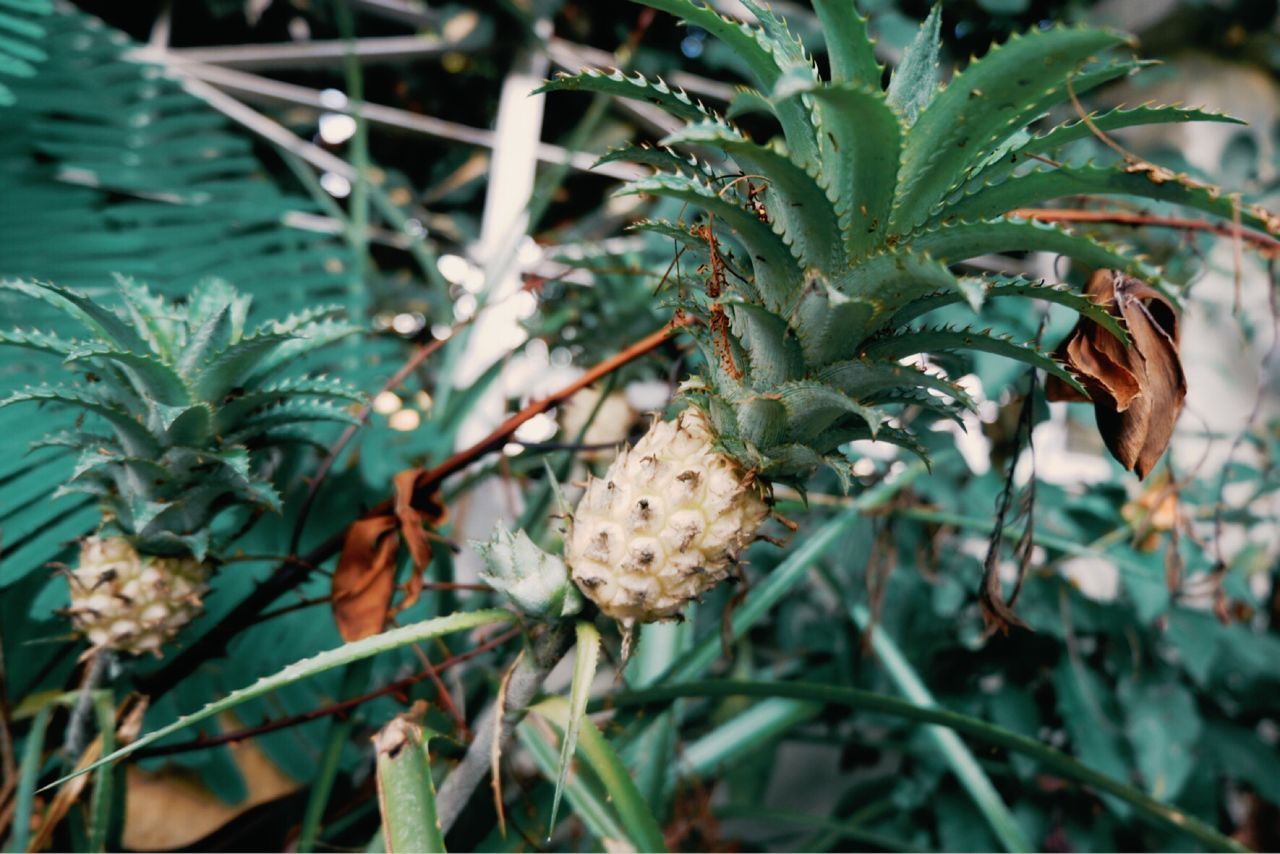 Close-up of pineapples growing on plants