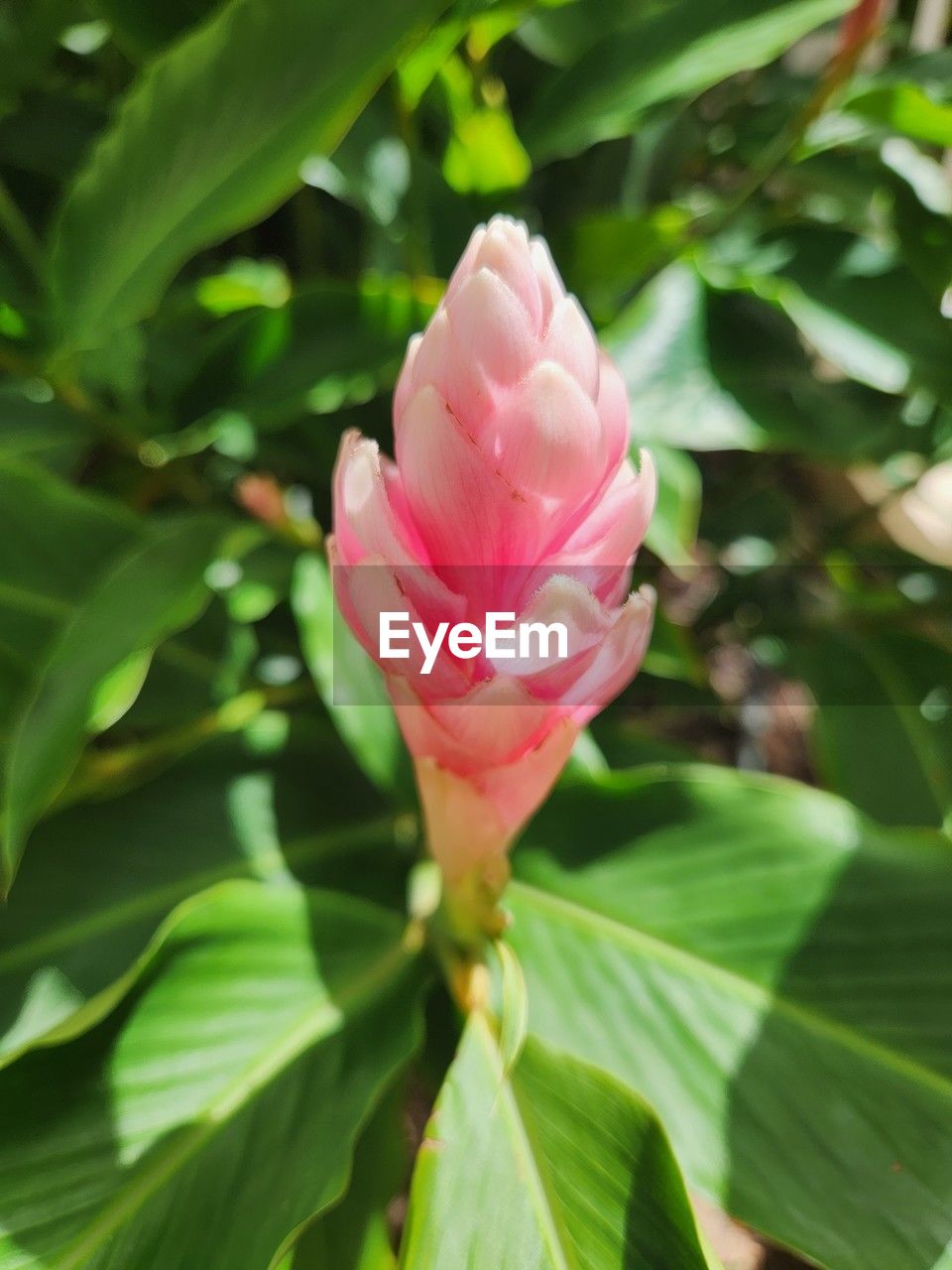 plant, flower, flowering plant, leaf, plant part, beauty in nature, freshness, pink, close-up, nature, petal, green, fragility, growth, flower head, rose, inflorescence, no people, outdoors, blossom, botany