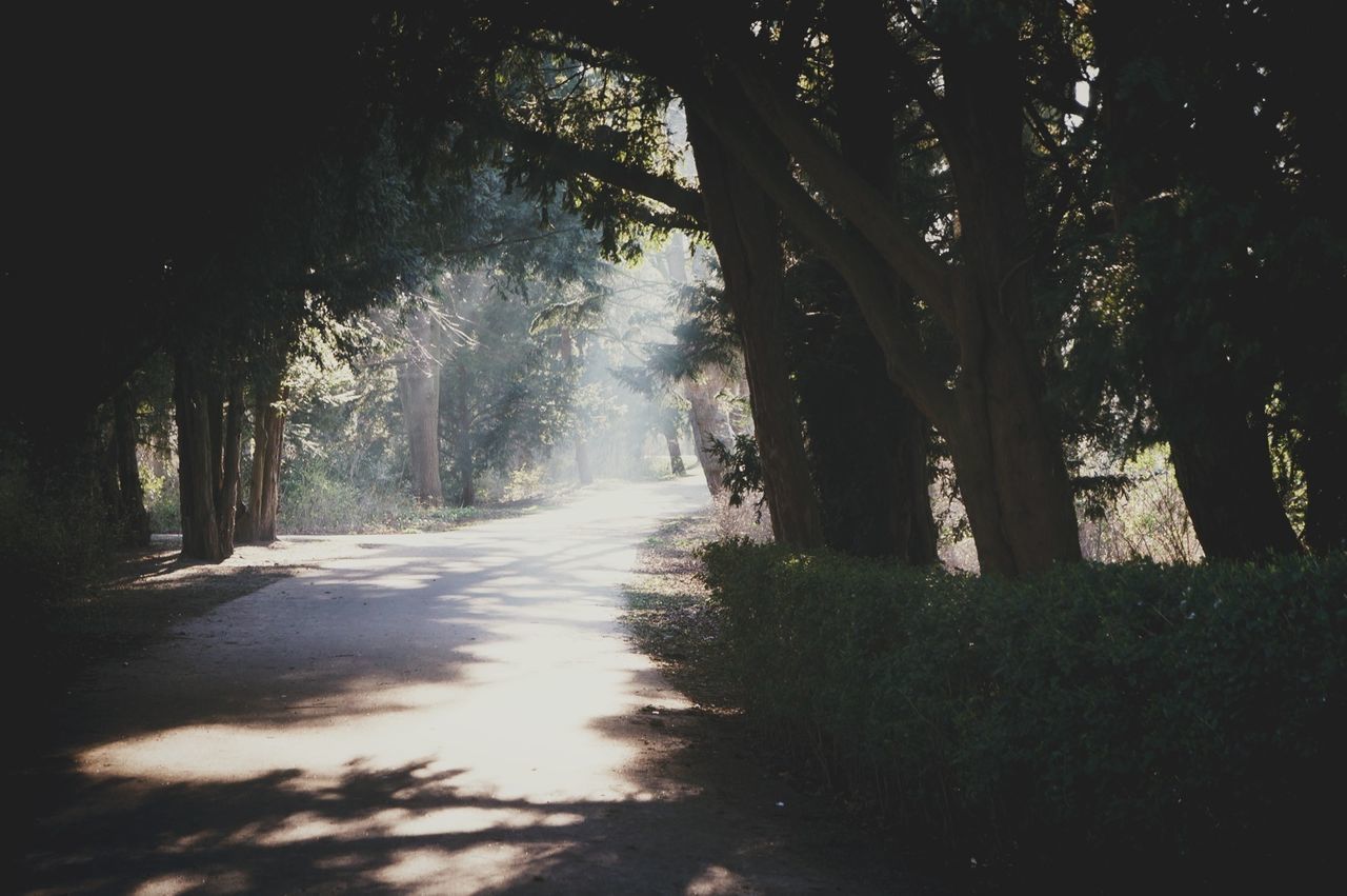 Country road amidst trees on sunny day