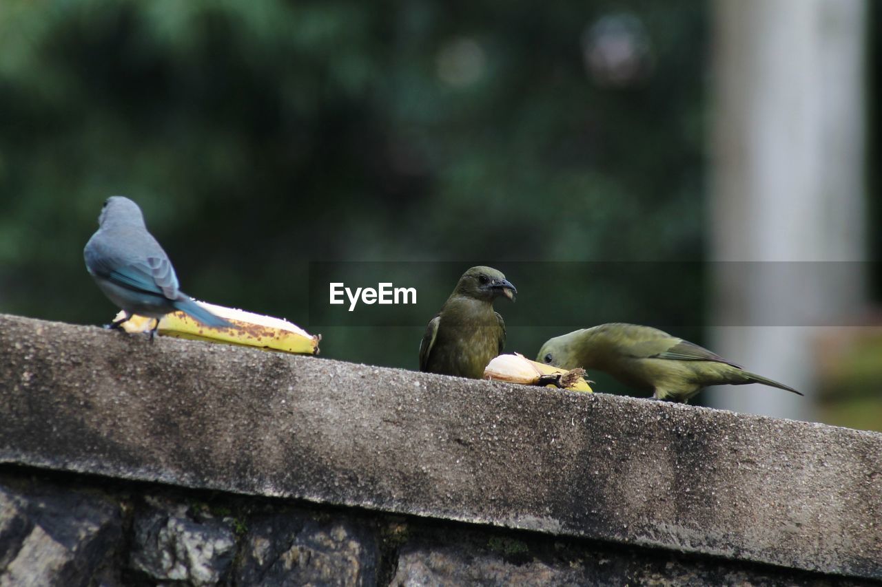 BIRDS PERCHING ON RETAINING WALL