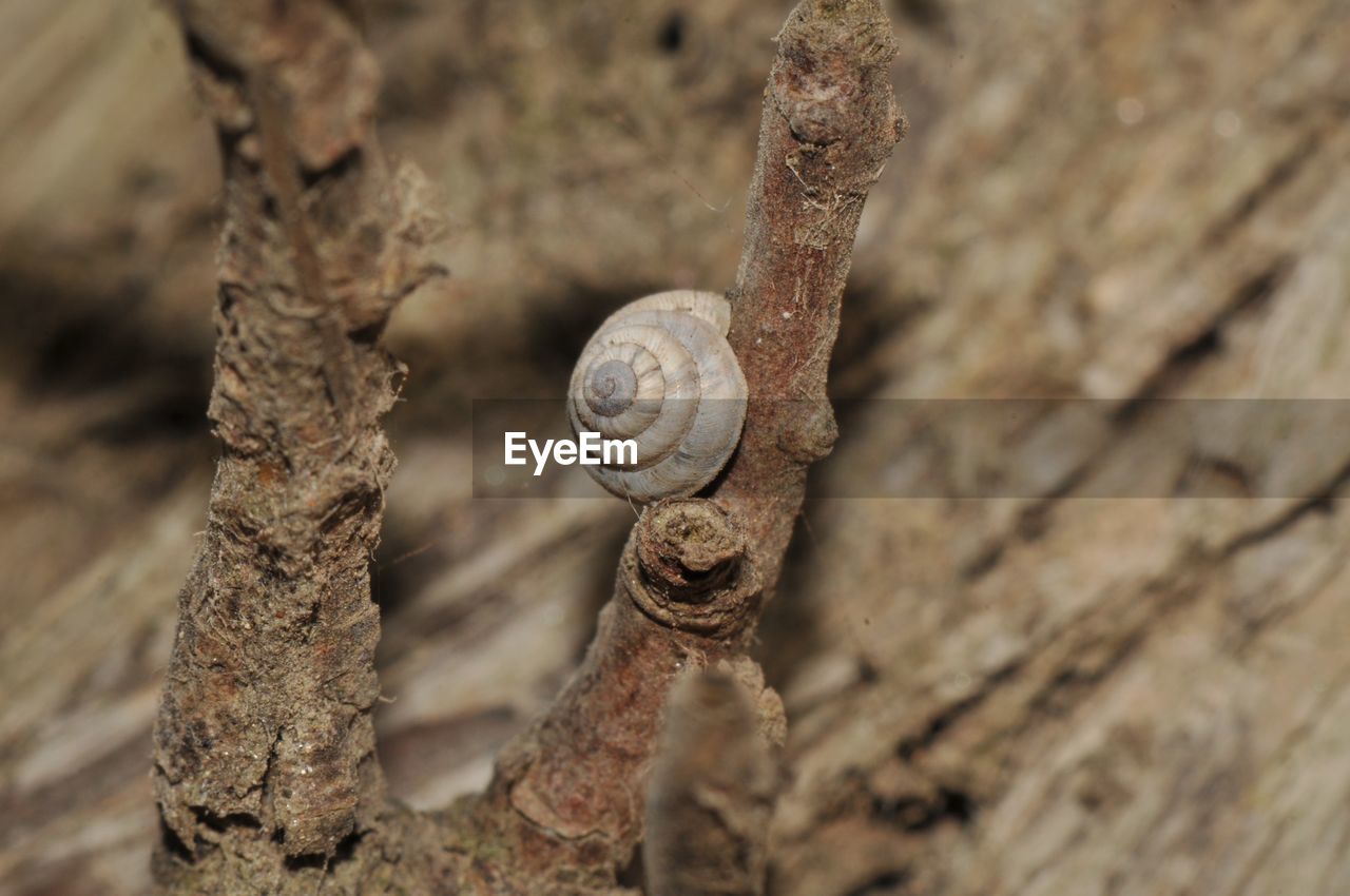 Close-up of snail