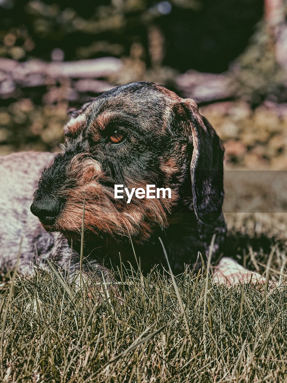 Close-up of a dog looking away