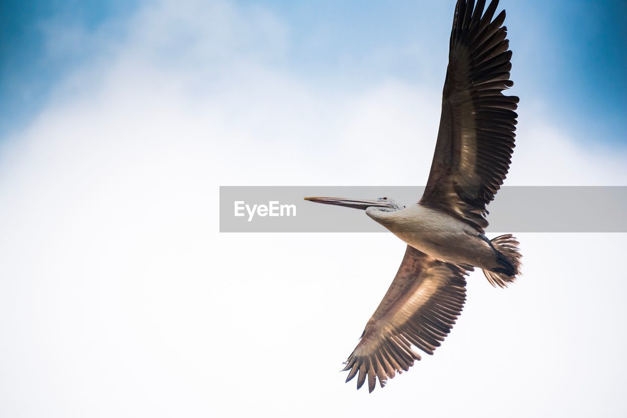 LOW ANGLE VIEW OF BIRD FLYING AGAINST THE SKY