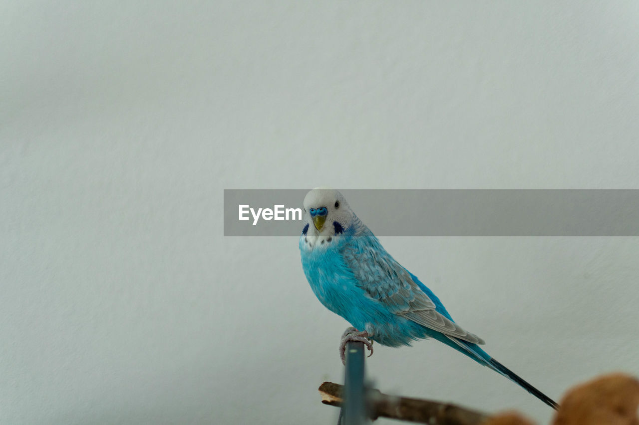 CLOSE-UP OF A BIRD PERCHING