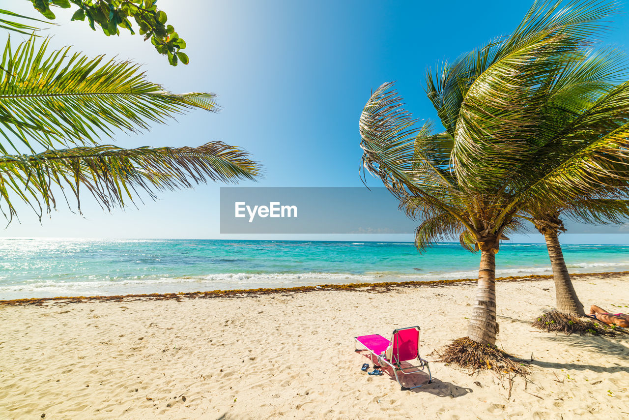 VIEW OF PALM TREES ON BEACH