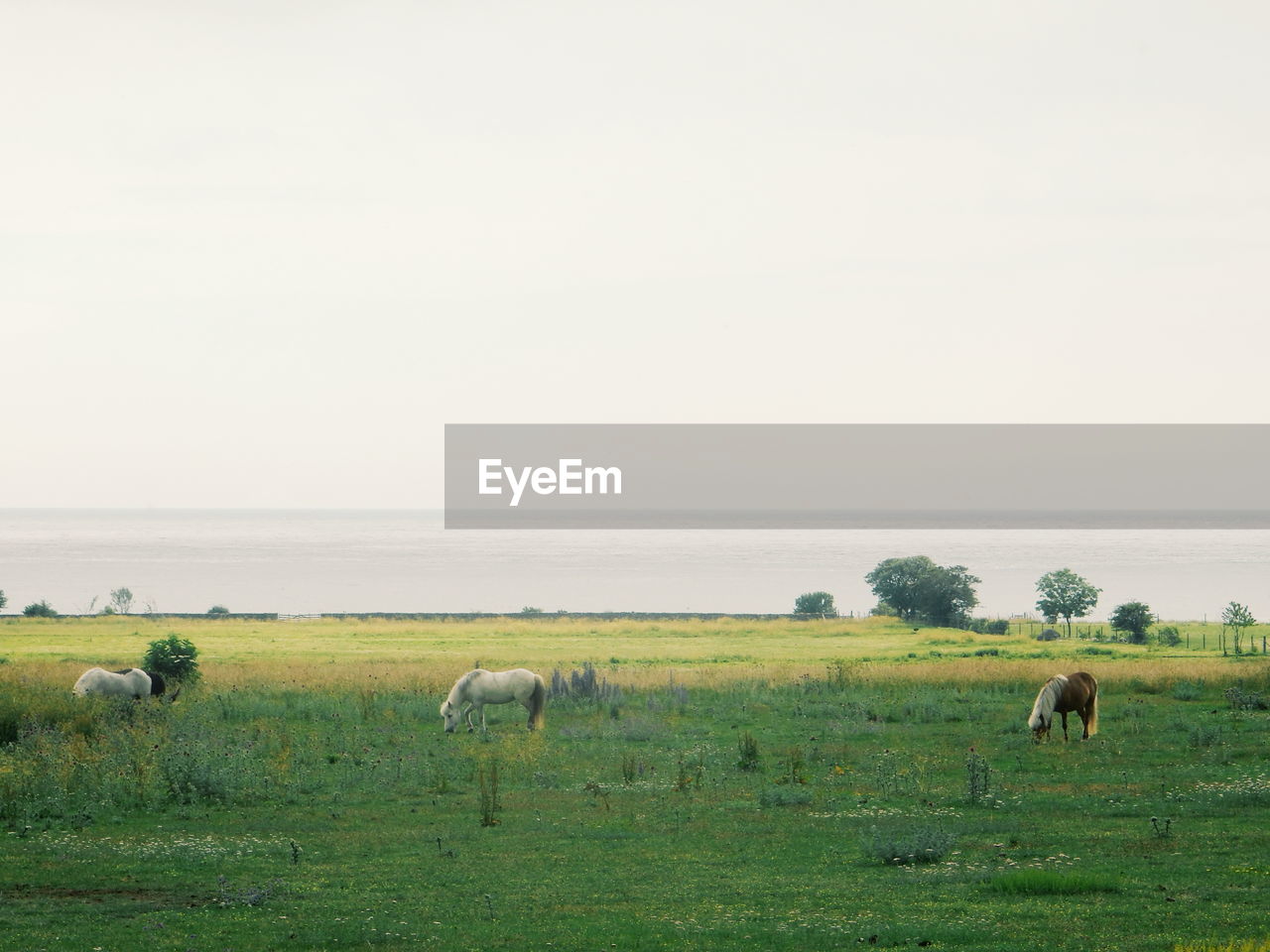 Horses grazing on grassy field against clear sky