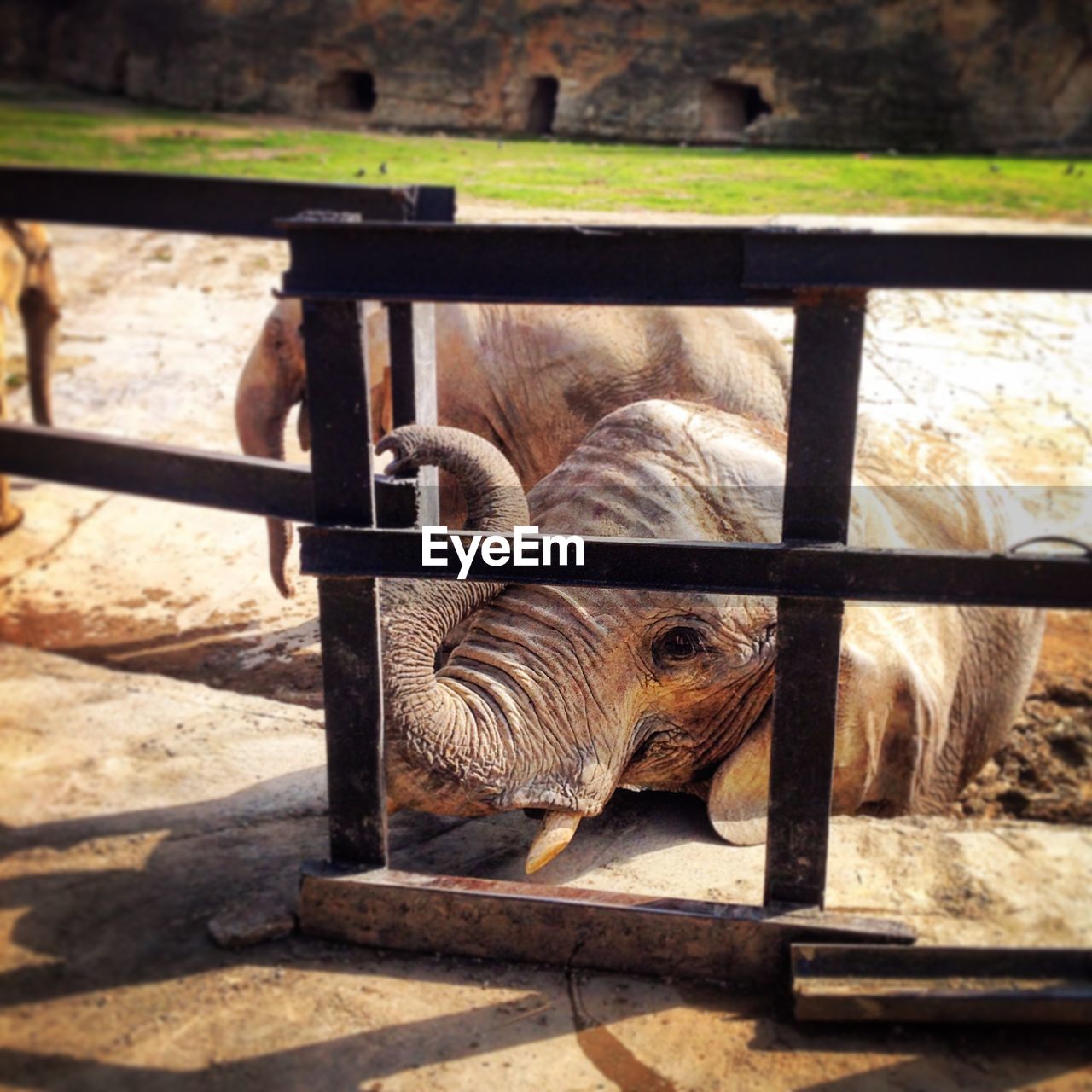 HORSE IN CAGE