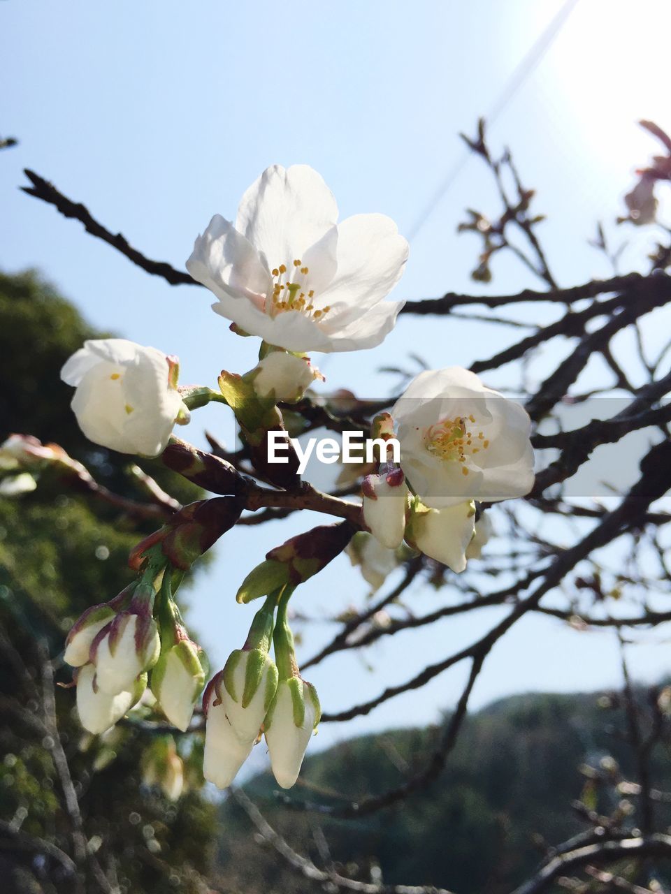 CLOSE-UP OF WHITE FLOWERS BLOOMING OUTDOORS