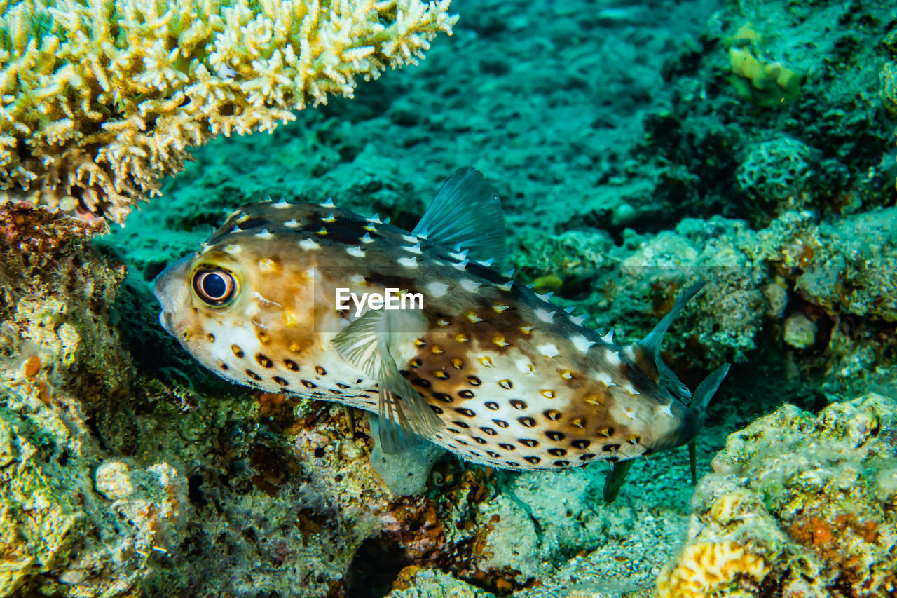 Diodon fish in the red sea - photographed by avner efrati