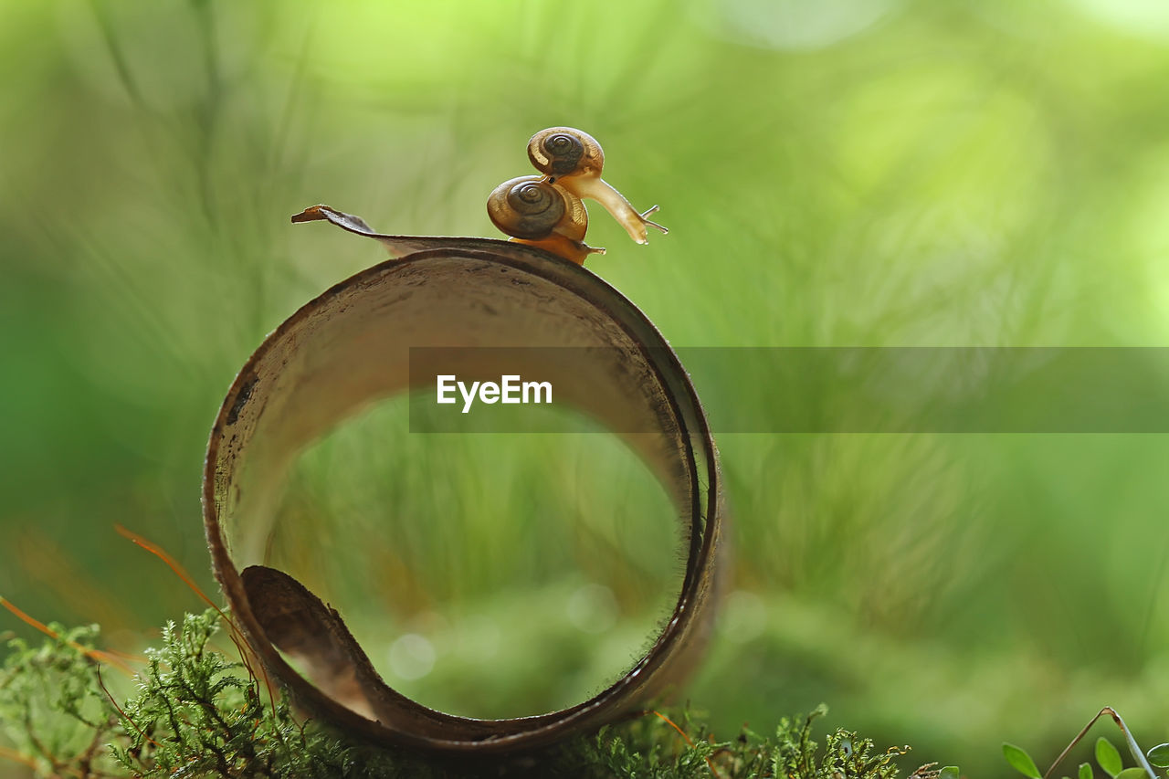 Close-up of snails on leaf