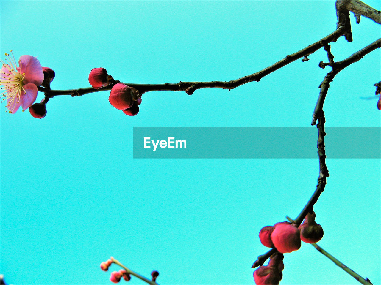 LOW ANGLE VIEW OF FRUITS HANGING ON BRANCH AGAINST SKY