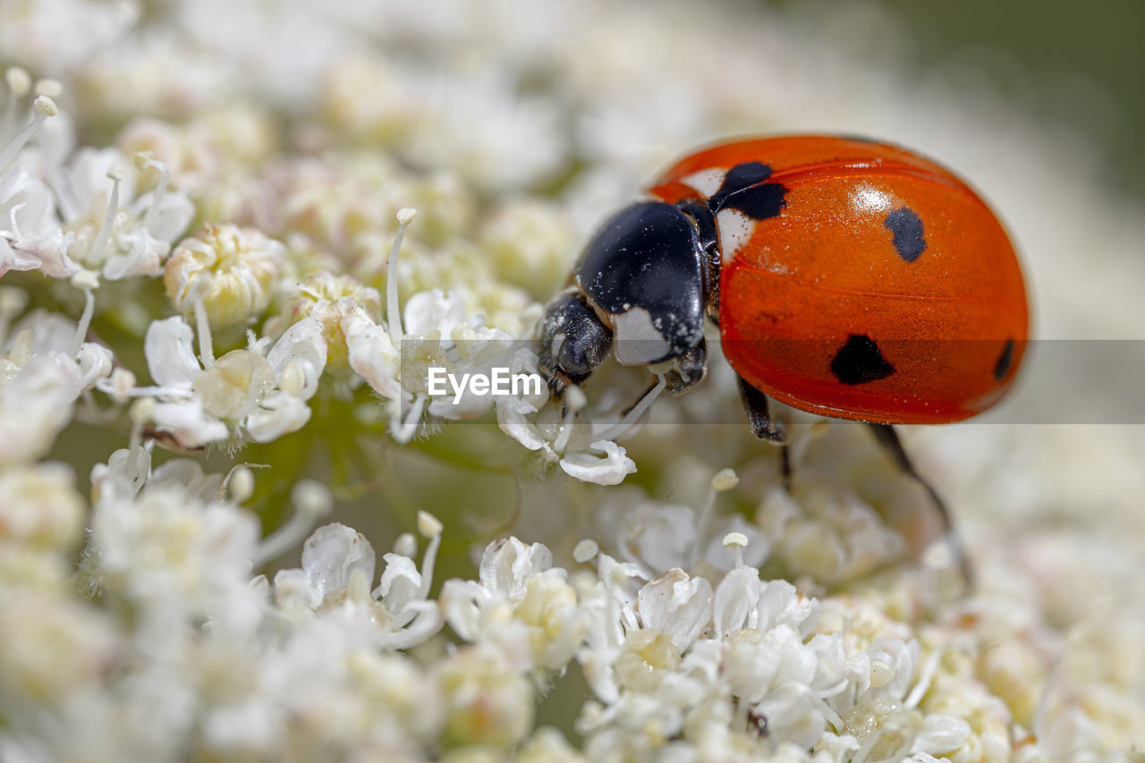 Close-up of ladybug on white flower