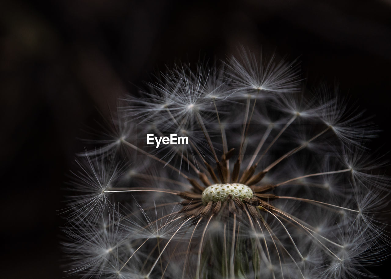 CLOSE-UP OF DANDELION