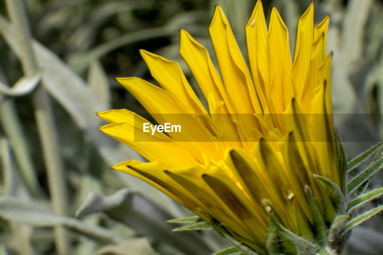 Close-up of yellow flower blooming outdoors