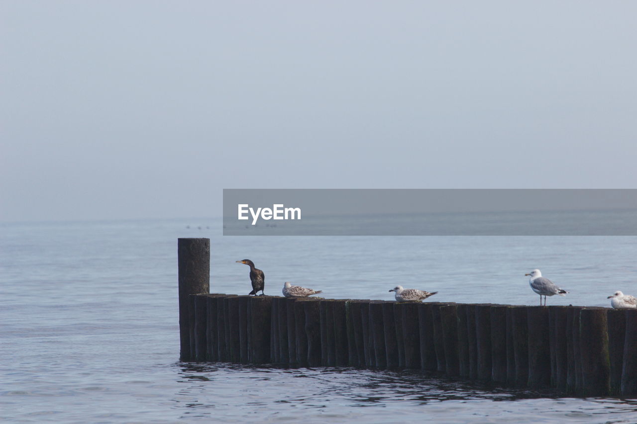 SEAGULLS ON WOODEN POST IN SEA AGAINST CLEAR SKY