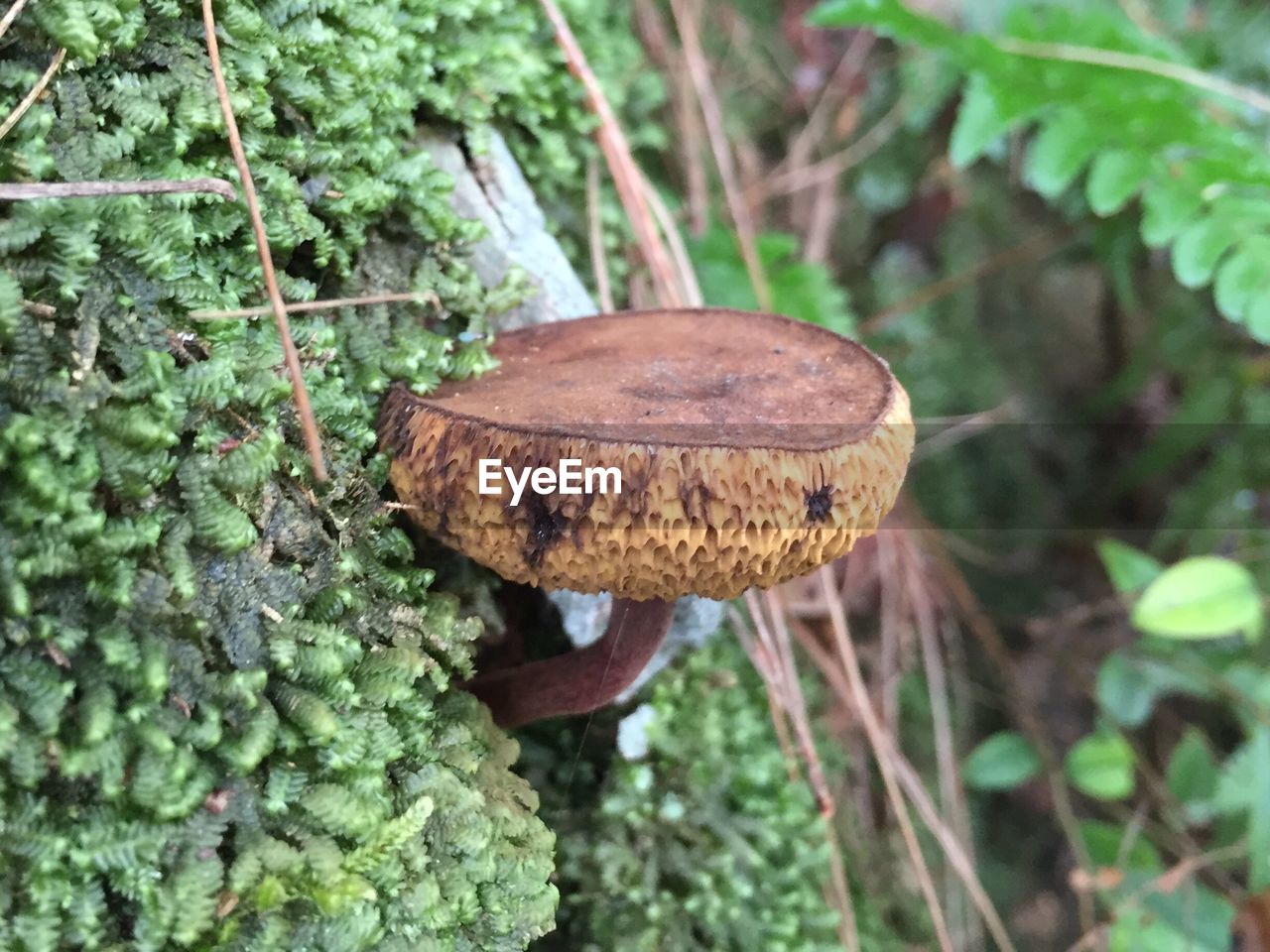 CLOSE-UP OF TREE TRUNK IN FOREST