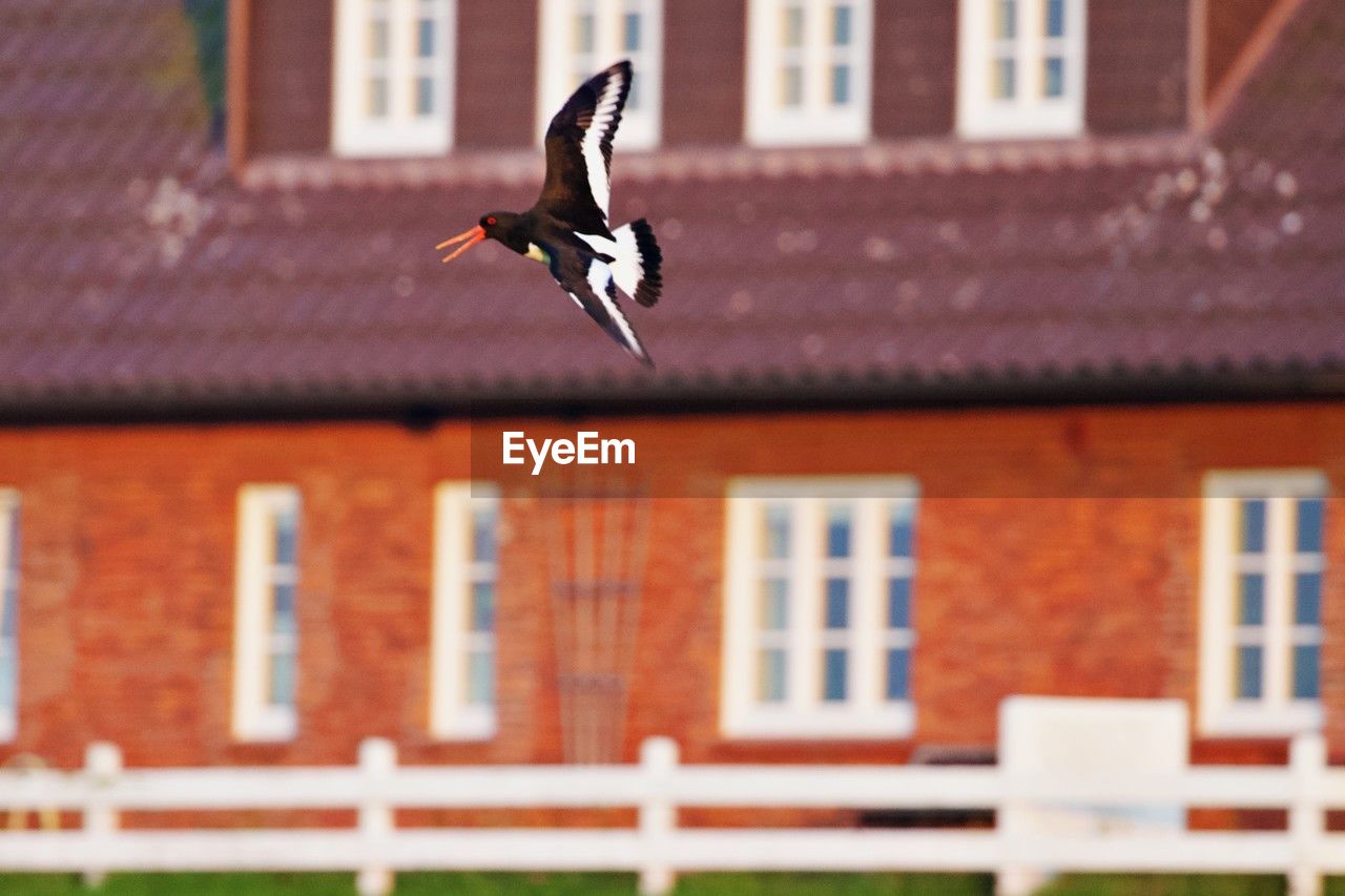 flying, building exterior, animal themes, architecture, animal, bird, one animal, built structure, animal wildlife, wildlife, spread wings, mid-air, window, building, no people, day, house, outdoors, nature, residential district, focus on foreground