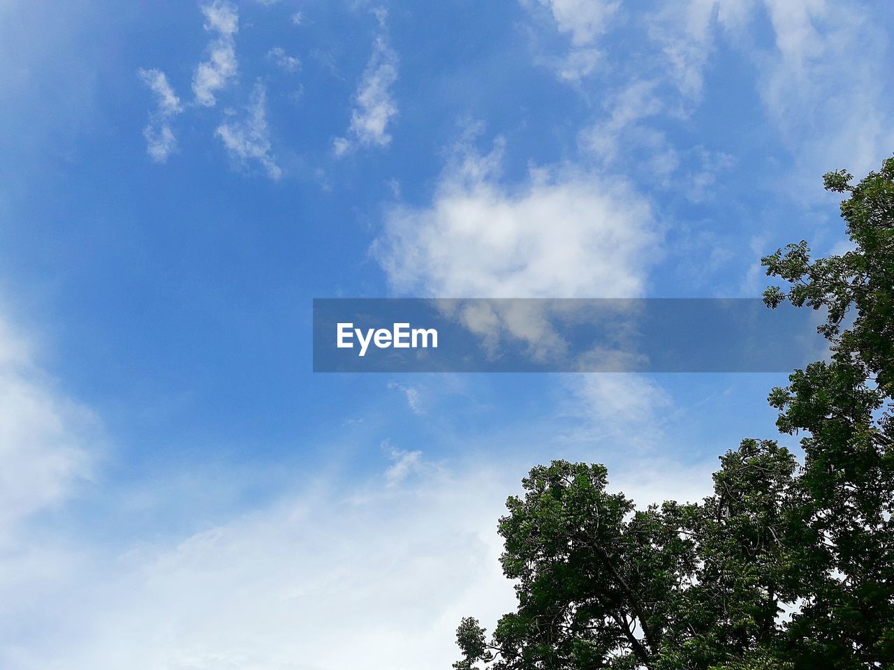 LOW ANGLE VIEW OF TREE AGAINST SKY