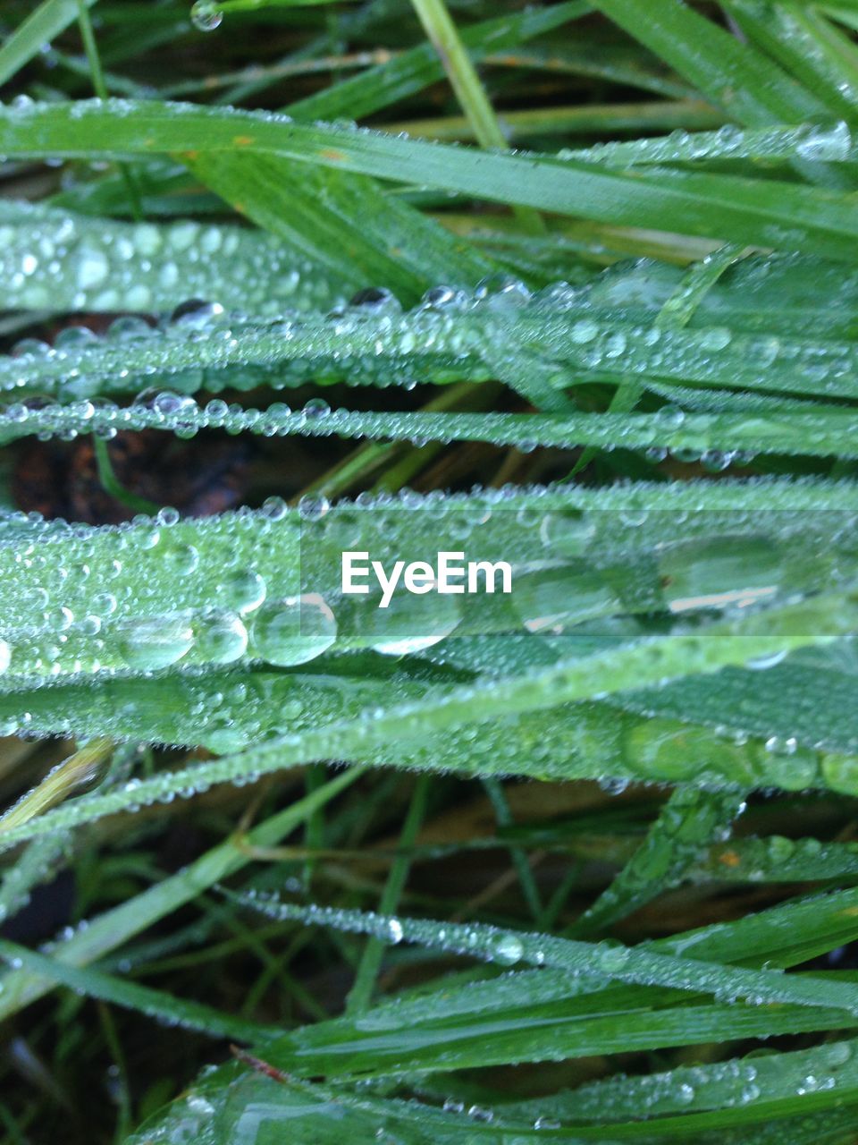 MACRO SHOT OF WATER DROPS ON LEAF