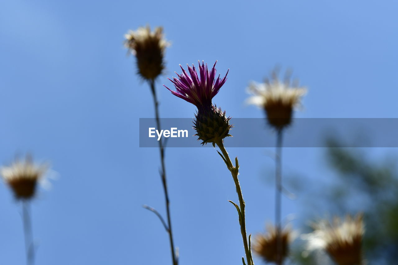 CLOSE-UP OF PURPLE FLOWERING PLANT AGAINST CLEAR SKY