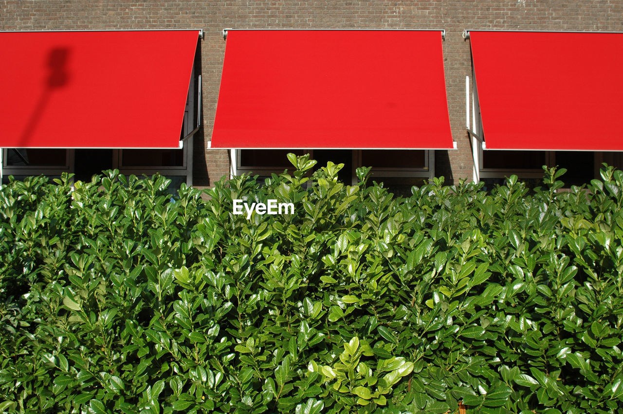 Plants growing by building and red window