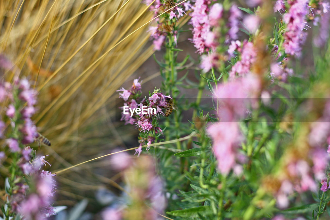 Close-up of bee on pink flowering plants on field