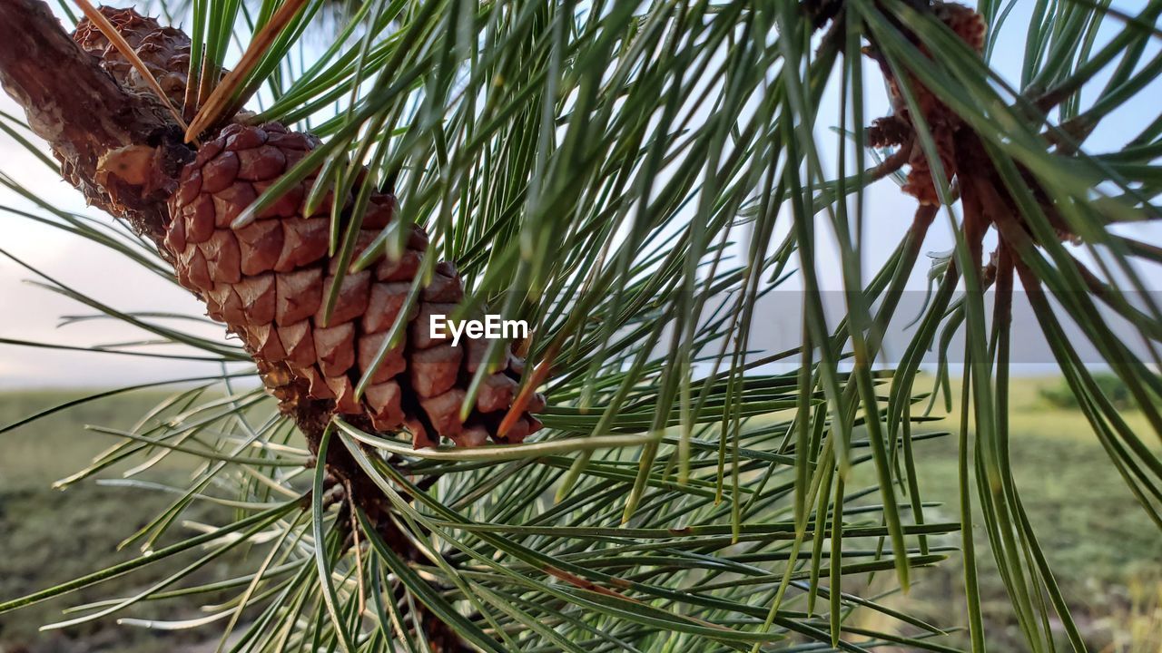 CLOSE-UP OF PINE CONES ON BRANCH