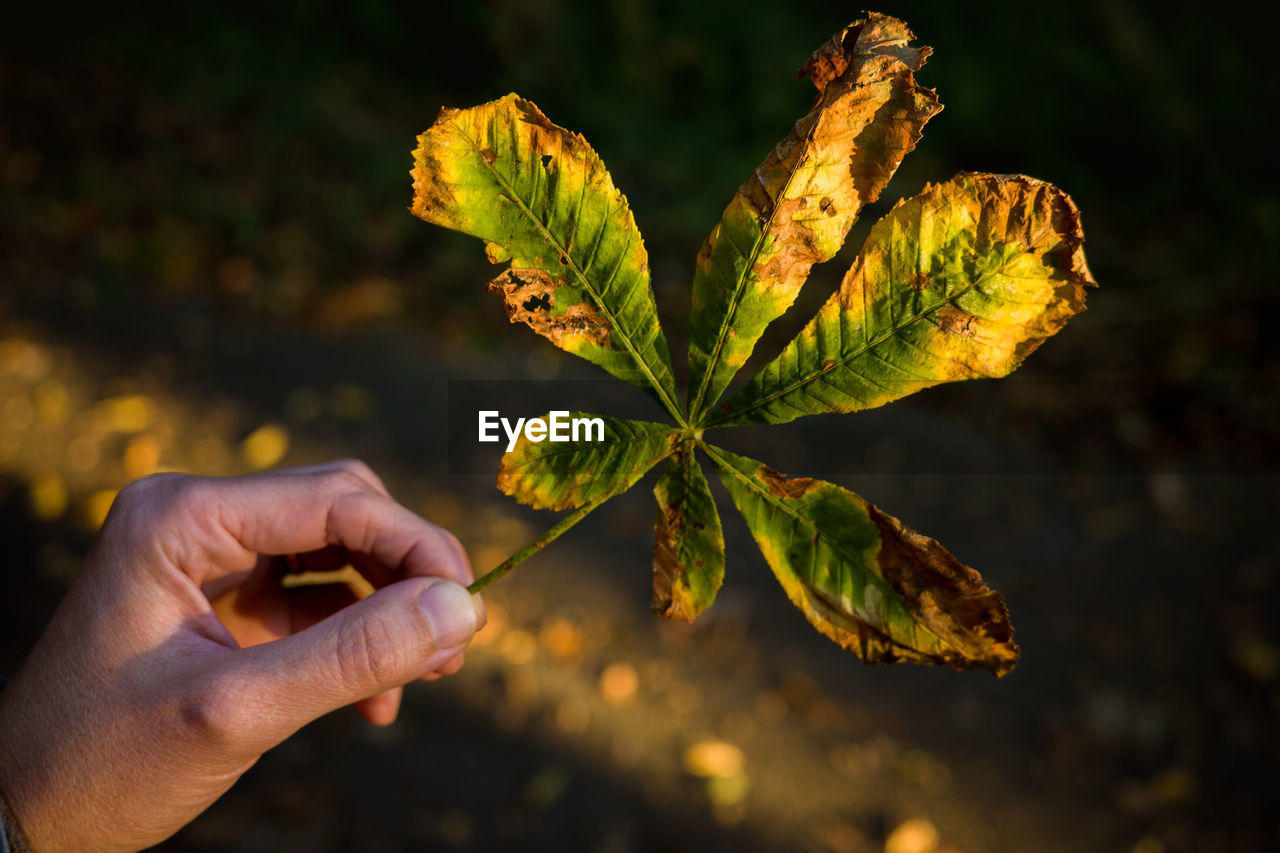 CLOSE-UP OF HAND HOLDING PLANT