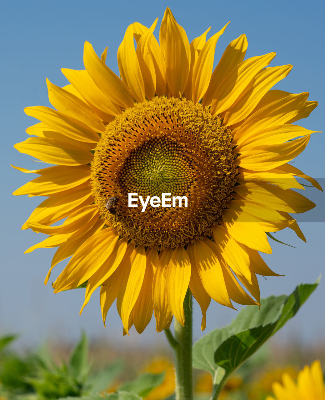 Close-up of sunflower