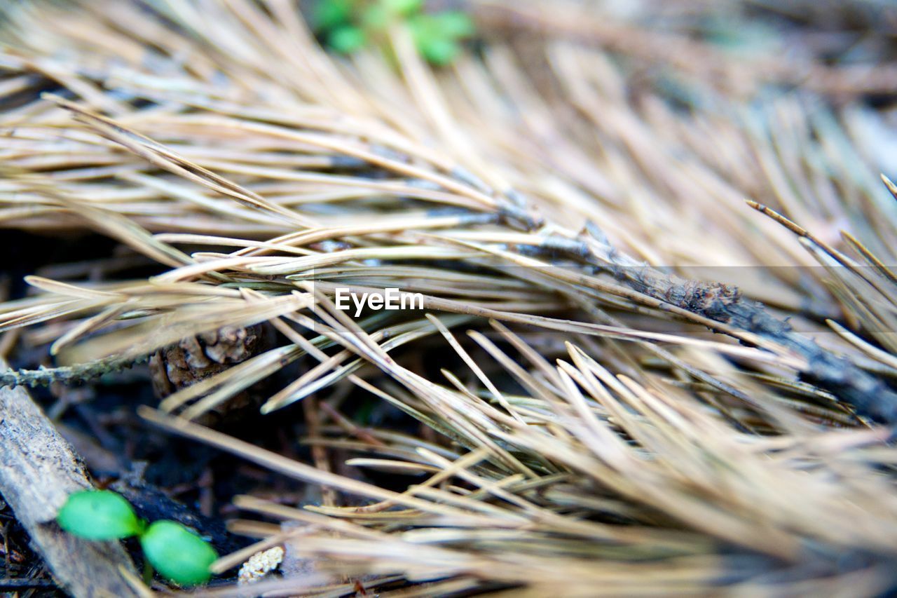 Surface level of hay