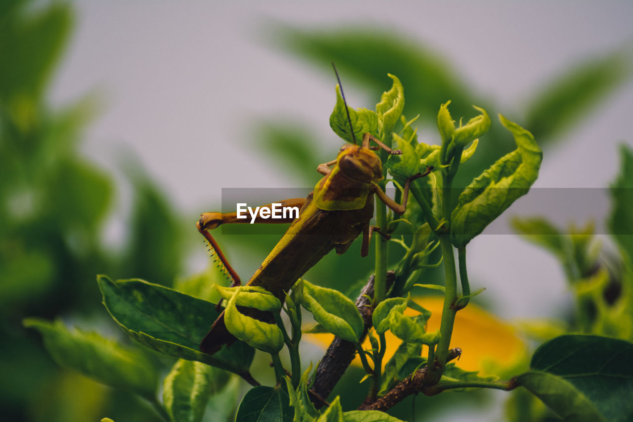 CLOSE-UP OF GRASSHOPPER ON PLANT