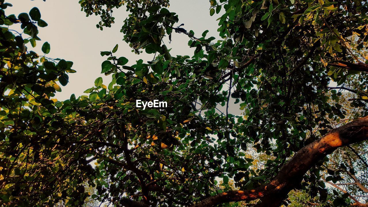 LOW ANGLE VIEW OF TREE AGAINST CLEAR SKY