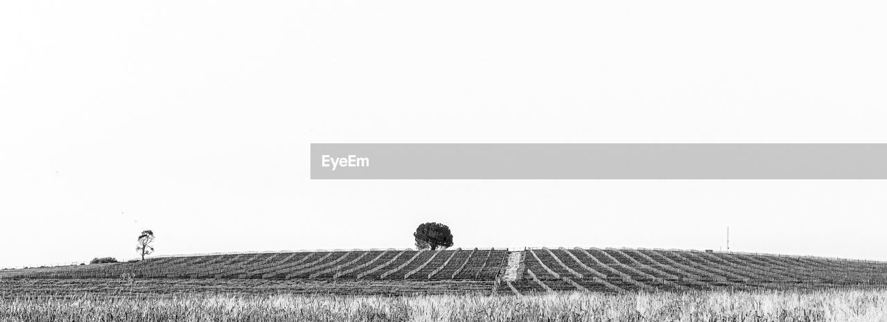 sky, copy space, built structure, architecture, nature, agriculture, rural scene, black and white, landscape, clear sky, day, field, land, environment, building exterior, farm, plant, no people, outdoors, monochrome photography, monochrome, grass, scenics - nature, roof, animal themes