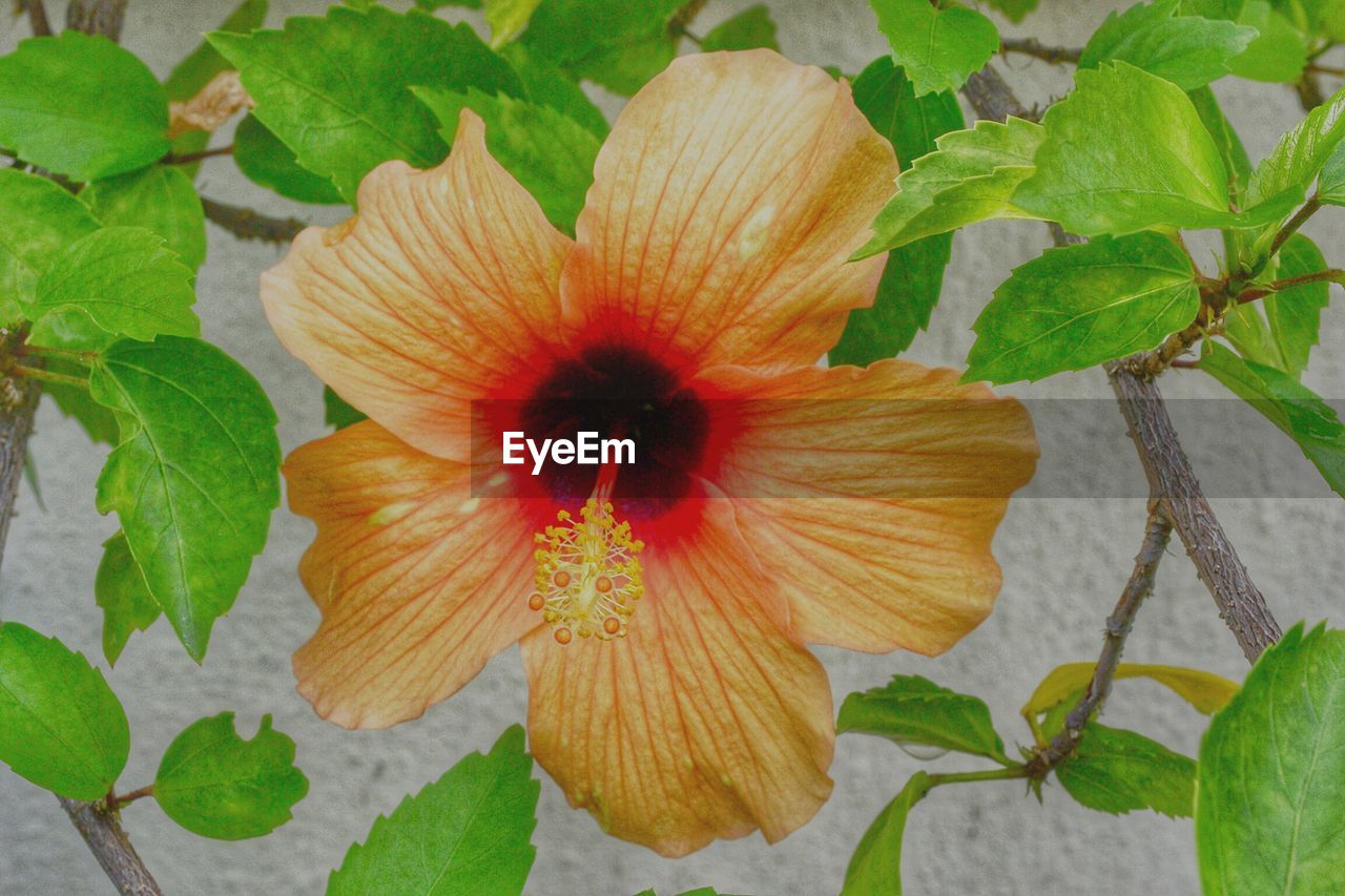 CLOSE-UP OF HIBISCUS BLOOMING