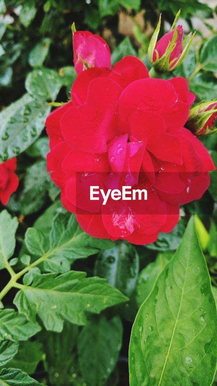 CLOSE-UP OF WATER DROPS ON ROSES BLOOMING OUTDOORS