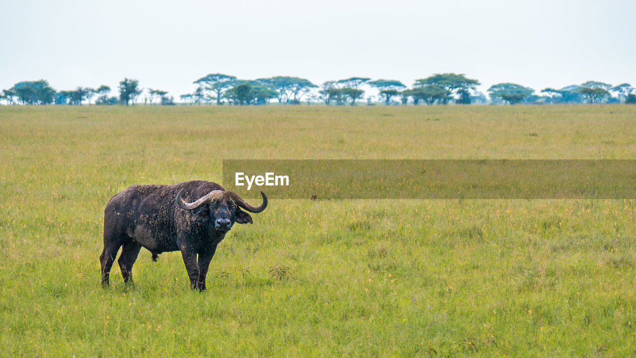 African cape buffalo, africa