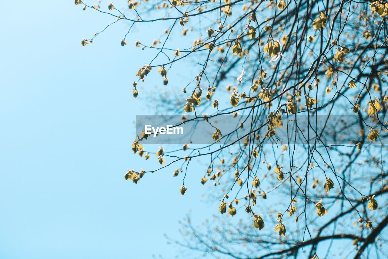 LOW ANGLE VIEW OF FLOWERING PLANT AGAINST CLEAR SKY