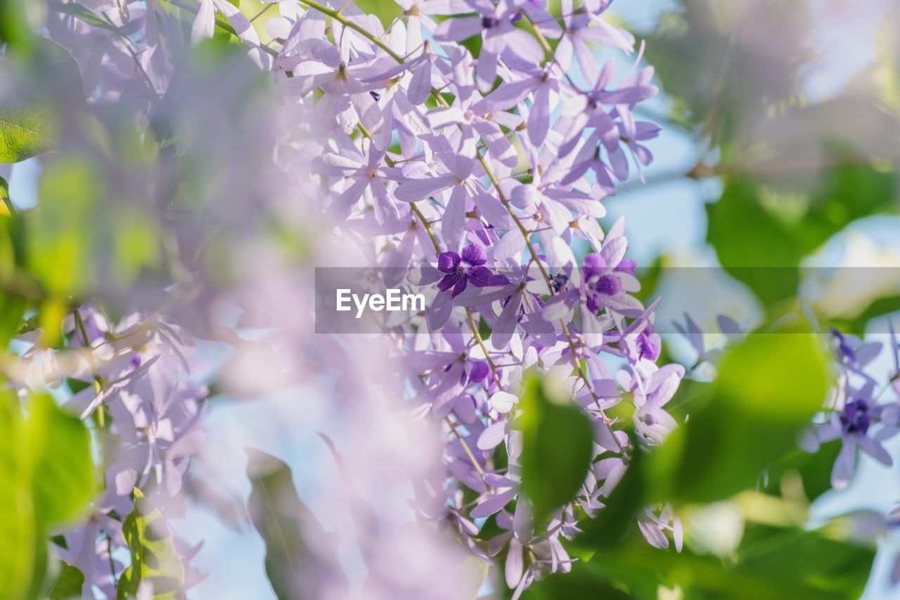 CLOSE-UP OF PURPLE FLOWERS