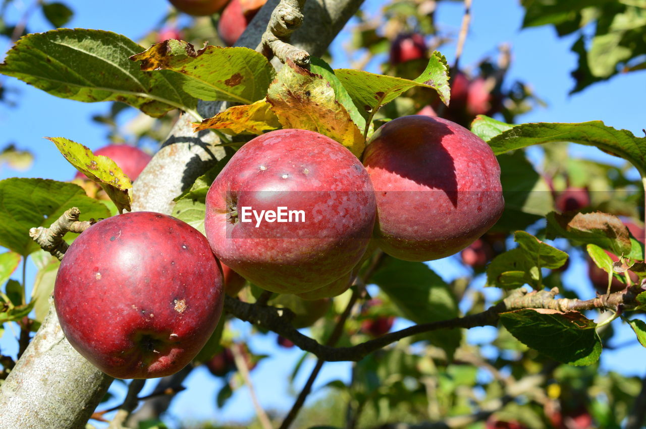 CLOSE-UP OF APPLE GROWING ON TREE