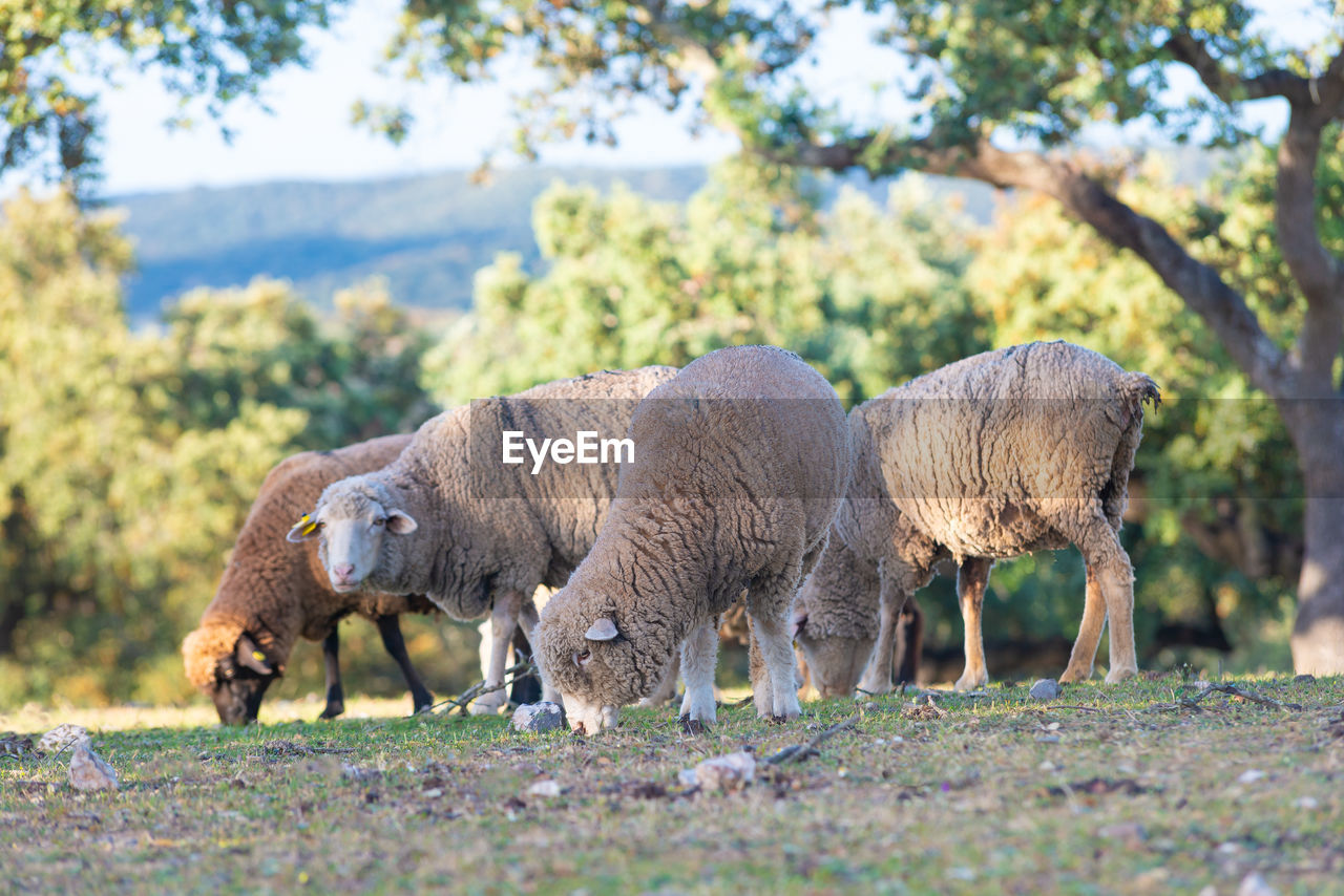 Sheep grazing on land