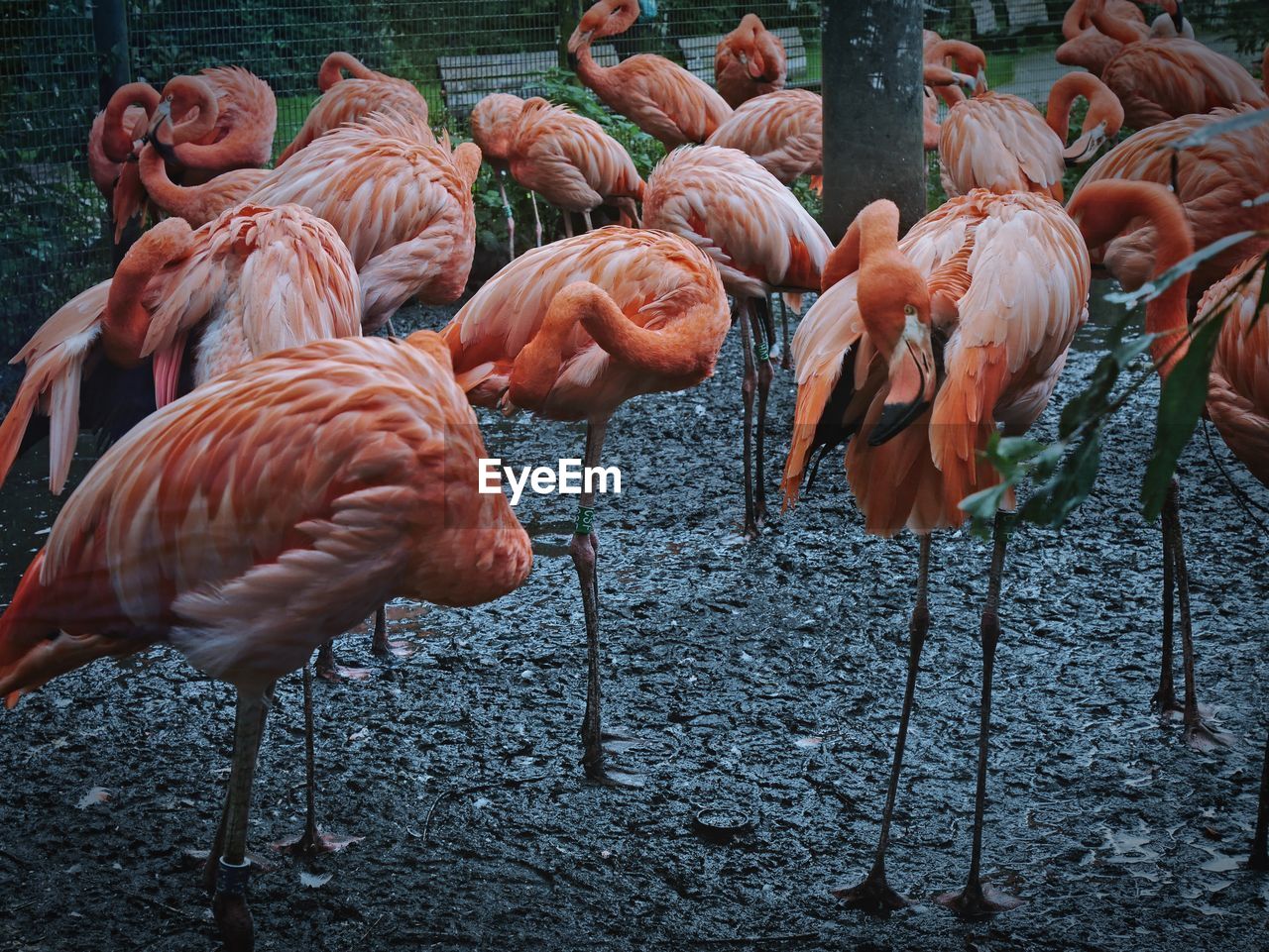 FLAMINGOS IN PARK