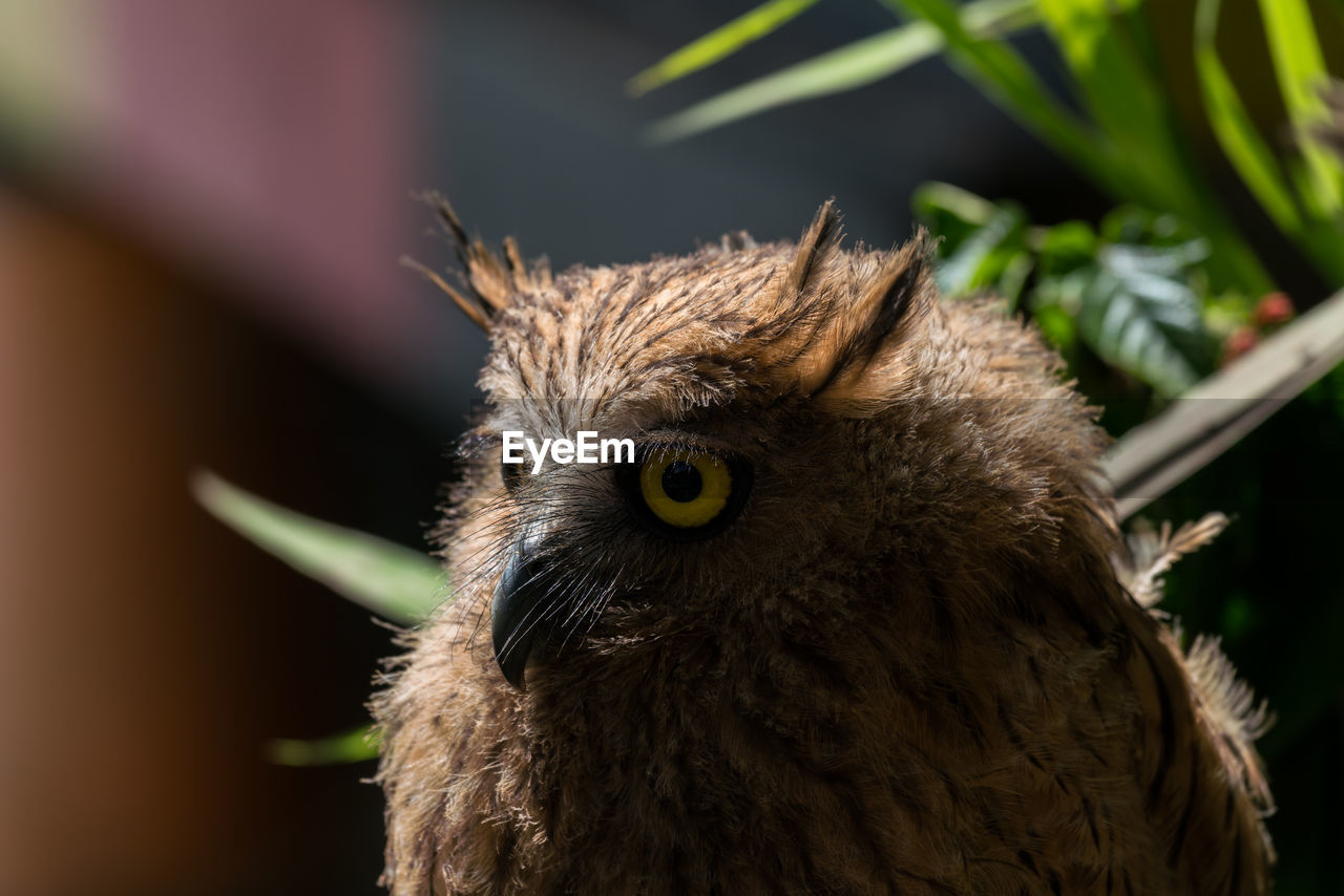 CLOSE-UP PORTRAIT OF A OWL