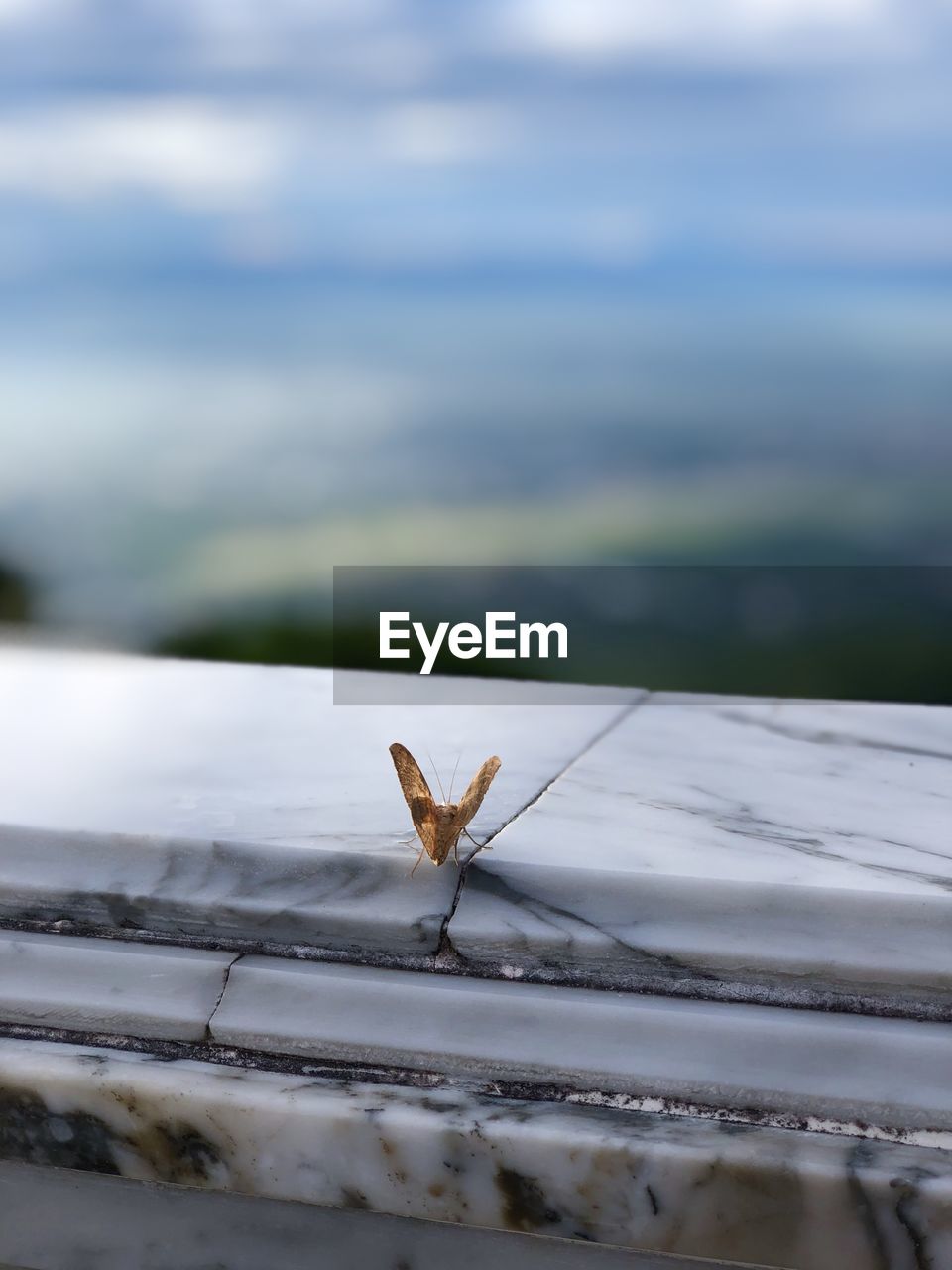 A butterfly meditates on a ledge