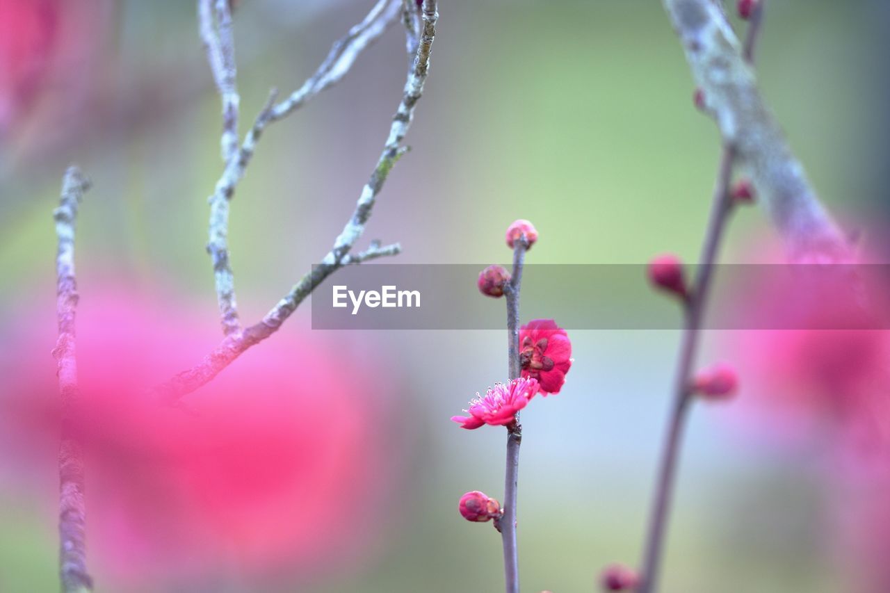 CLOSE-UP OF PINK FLOWER ON TREE