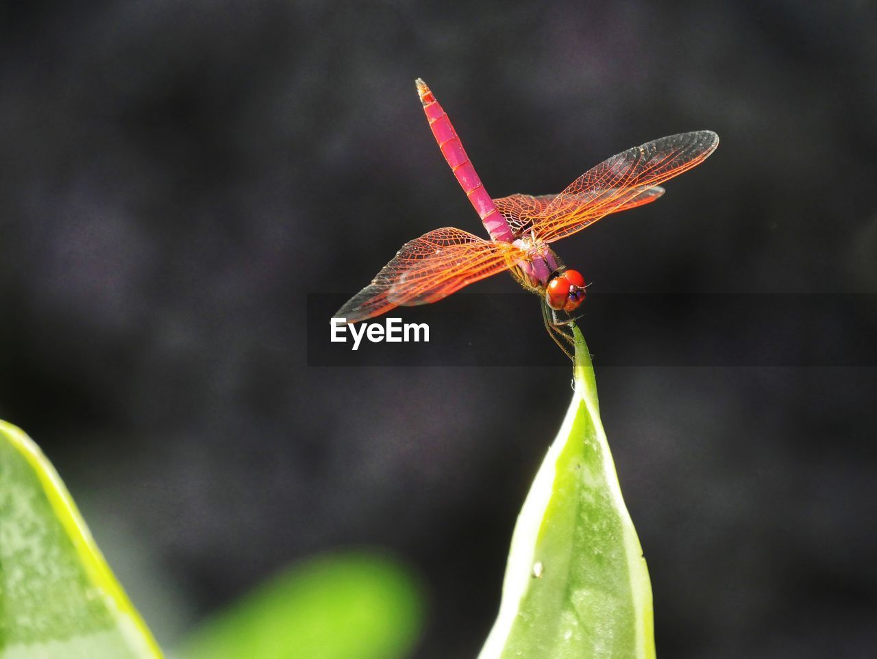 CLOSE-UP OF BUTTERFLY POLLINATING FLOWER